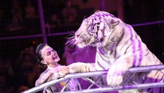 Цирк «Жираф шоу»