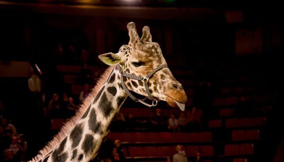 Цирк «Жираф шоу»