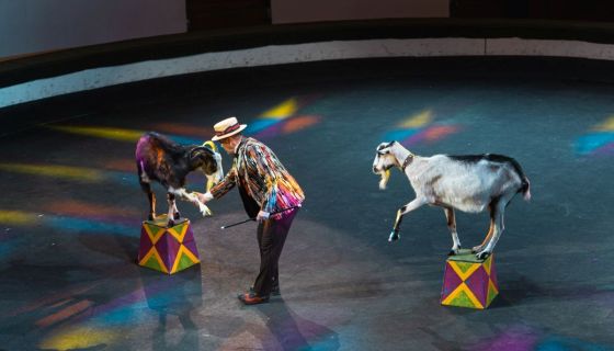 Цирк «Жираф шоу»