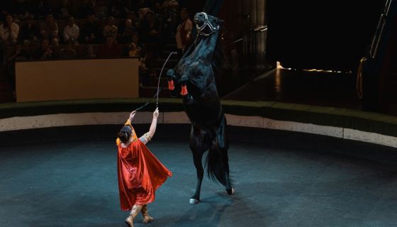 Цирк «Жираф шоу»